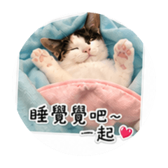 專屬蕭葉喵(日常)