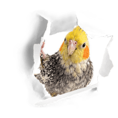 angora_20260501151130