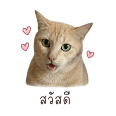Plee Maew Aun