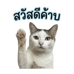 CokSudlor