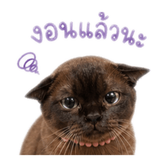 ammkcp
