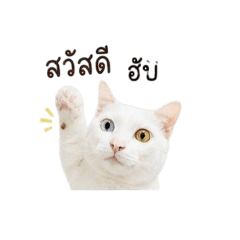 Boss_20260501151327