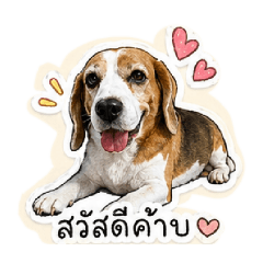 Shinchan Beagle