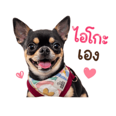 aiko the chihuahua
