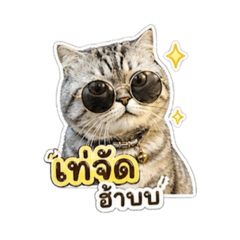 cat of pardy_20260501151636