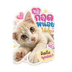 littlemeow_20260501151634