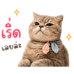 MALILA MEOW CUTE