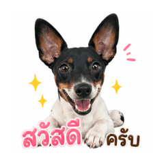 Black Jack Russell - My Chaoguay