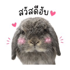 Moody Bunny.