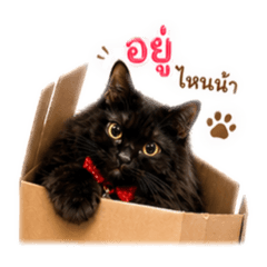 Aichan V.2