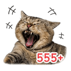ManiimemeawJonk_20260501152919
