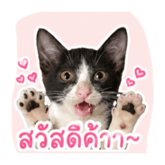 Meowjohn_20260501153026