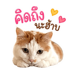 Shinpl_20260501152918