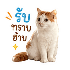 Shinpl_20260501153237