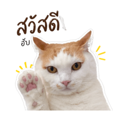 Kiwi Mycat