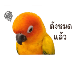 Hello kiwi !