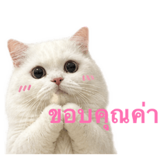 Kawsouy73_20260501153731