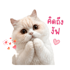 Money the little cat