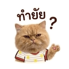 Toonbobbigbang_20260501153837