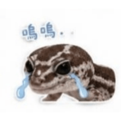守宮柚子