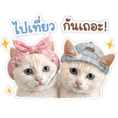 cat_20260501154505