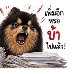 Pom Pom LM_20260501154600