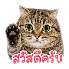 AlmondCatCute
