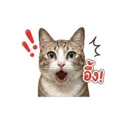 Wachi Wa_20260501154953