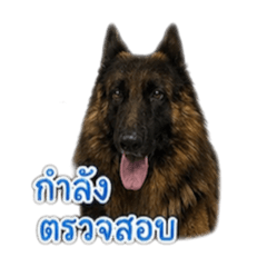 Saiparn_20260501152607