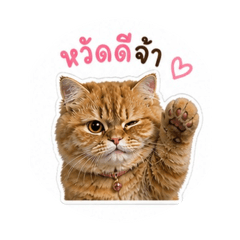 Meaow_20260501155605