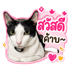 Maru V1