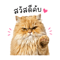 Silly Orange Cat!