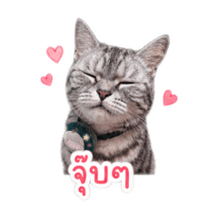 Happy HappyCat V1