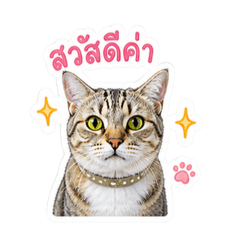 Gigi little kitten