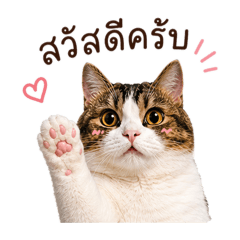 Nong Kimbap Cat