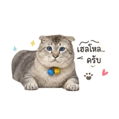 Chingchokethegang