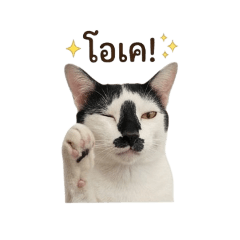 Cocao the cat