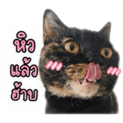 A cute and funny cat