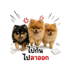Pom Pom LM_20260501162339