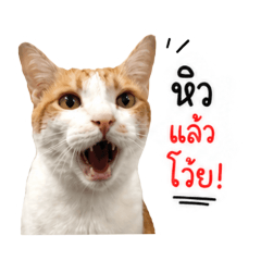 hiiamploy_20260501161828