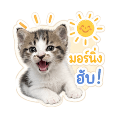 TANEW_20260501162619