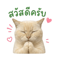 Kiki_20260501163149