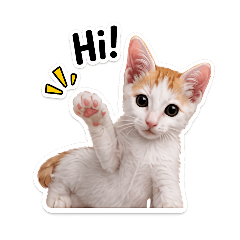 Khao Soi The Cat