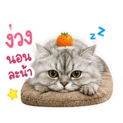Meow Mujii