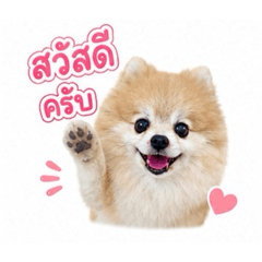 Dogdogcutecute