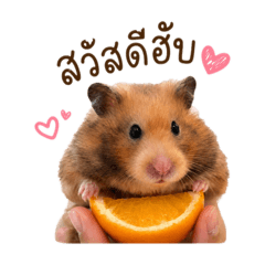 Hamster Lychee