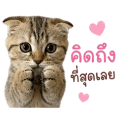 Mantou (Black beans) Cat