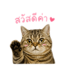 I am Aom_20260501164206