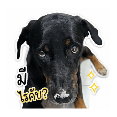 chefop_20260501163929