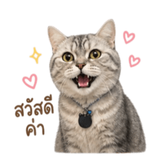 Michelle cat